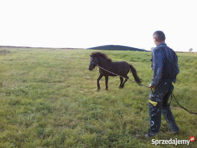 kuca walijskiego zachodniopomorskie sprzedam