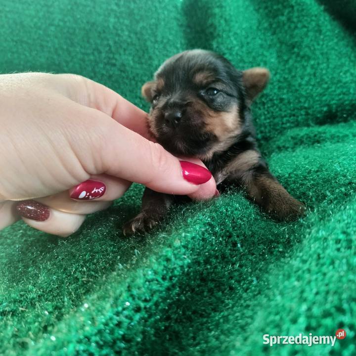Suczka Yorkshire terrier do rezerwacji