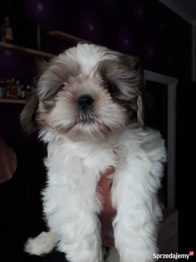 Sprzedam shih tzu Szczecin