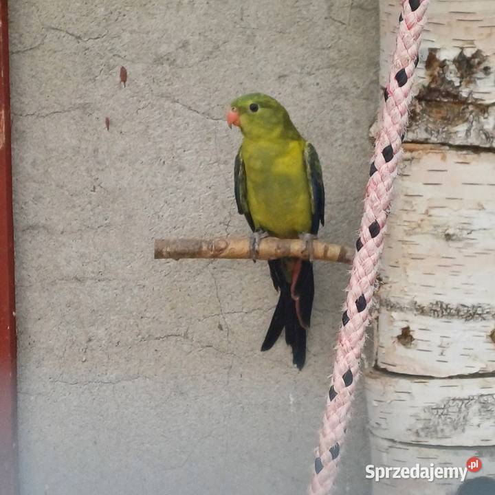 Papugi górskie Ptaki sprzedam