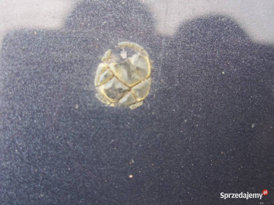 FORD MONDEO MK4 IV 10r maska świętokrzyskie