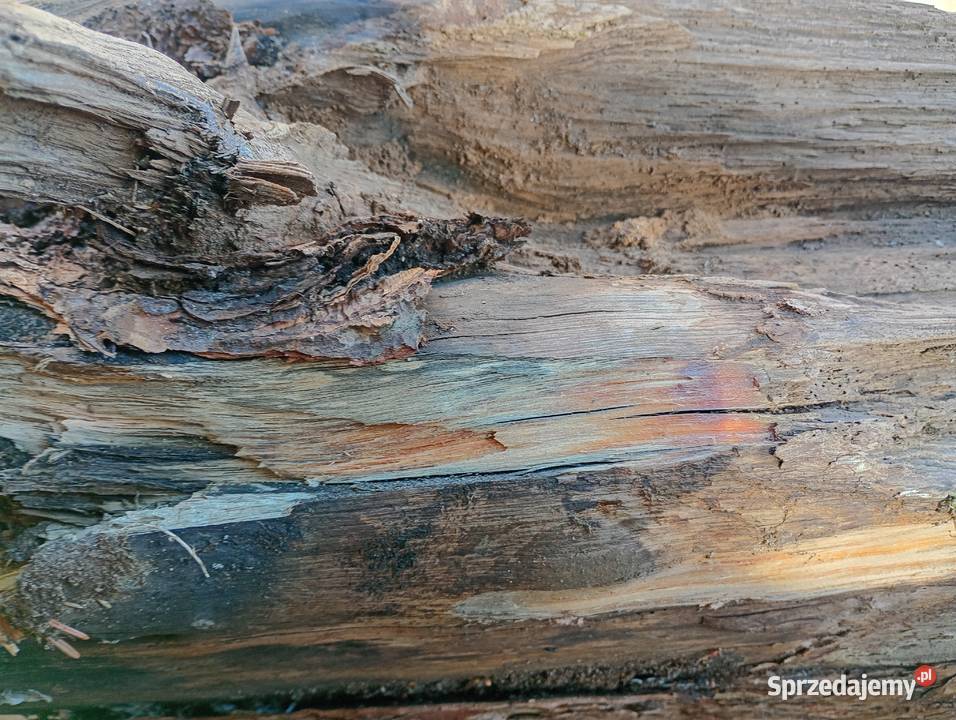 Korzeń drzazgi rozpałka pomorskie Tyłowo sprzedam