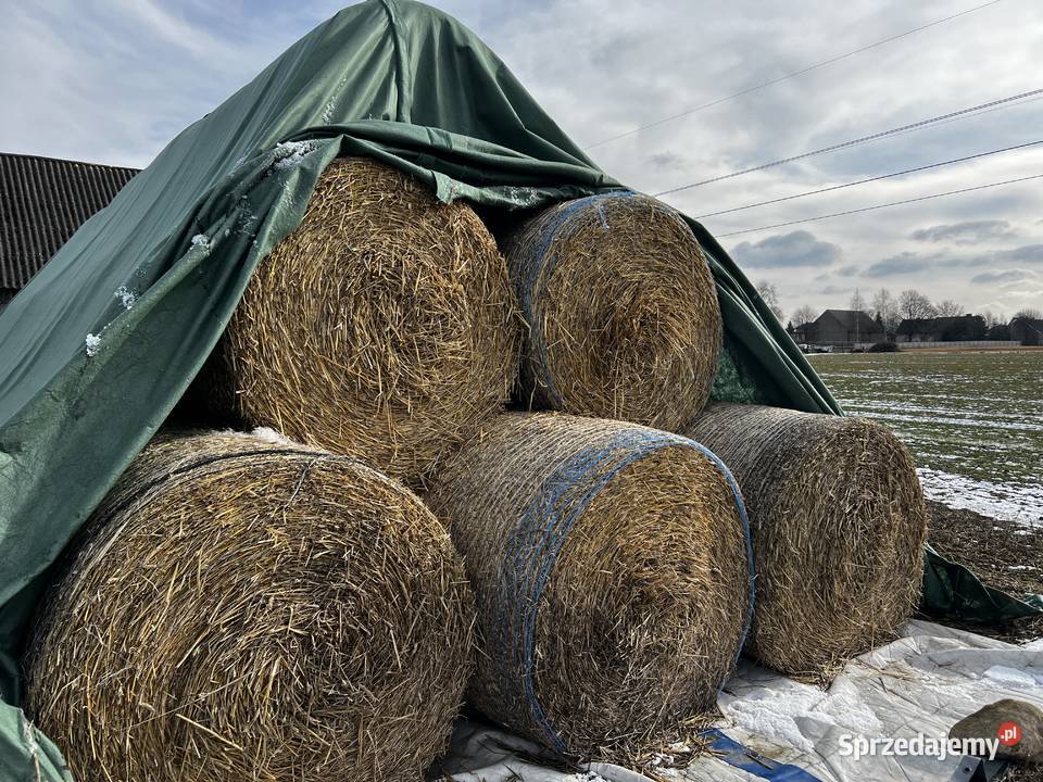 Słoma z pszenżyta 125 Wilkowiecko