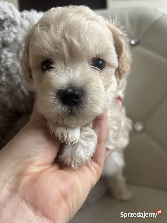 Maltipoo Sunia F1 Pozostałe Częstochowa