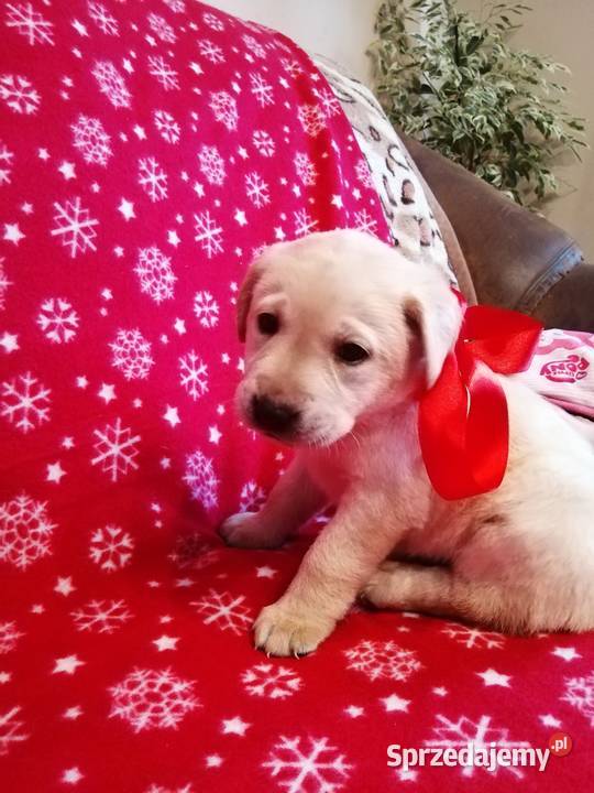 Sprzedam Labladory biszkoptowe szczeniaki Lubawa