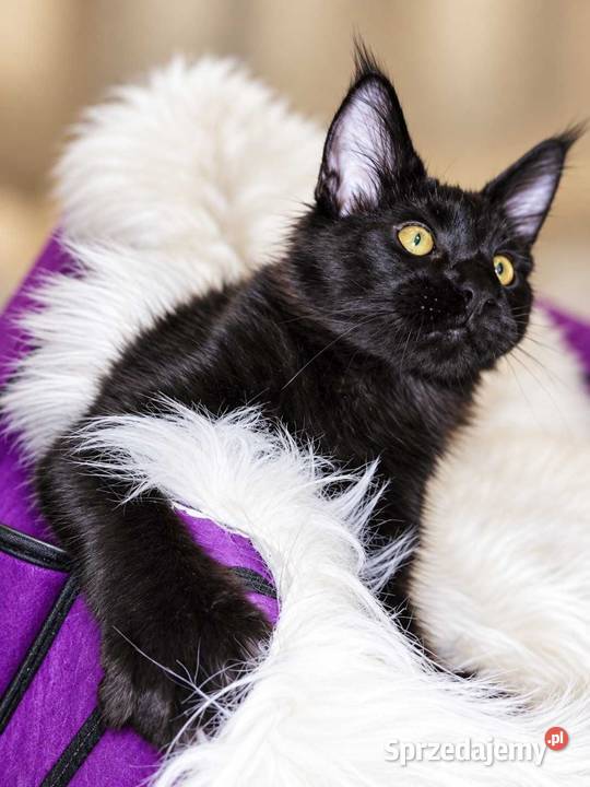 Sultan kocurek Maine Coon Black Solid Poznań