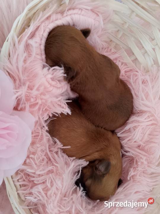 Czekoladowa suczka rasy ShihTzu