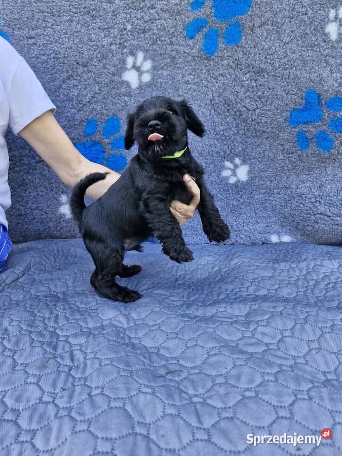 Sznaucer miniaturowy