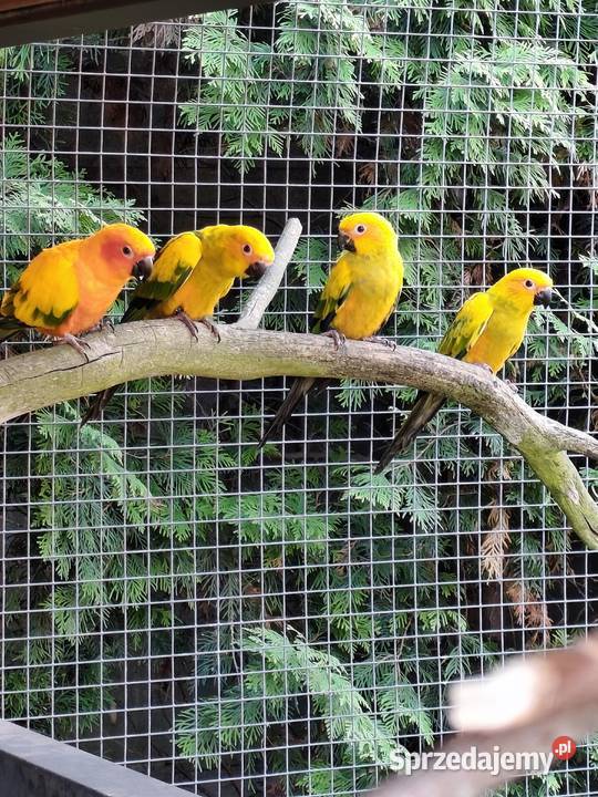 Konury słoneczne Konury słoneczne