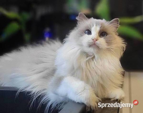 Dorosła kotka Ragdoll z rodowodem kastratka