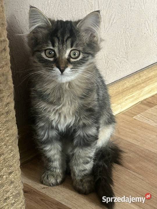 Kocurek Syberyjski gotowy do zmiany domu śląskie Rybnik