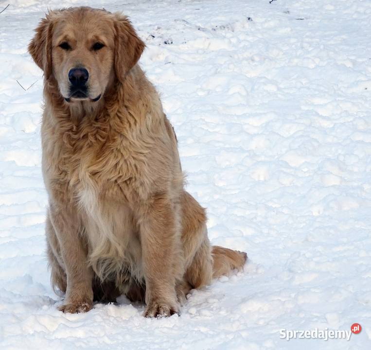 Golden retriever 8 miesięczne Przysucha