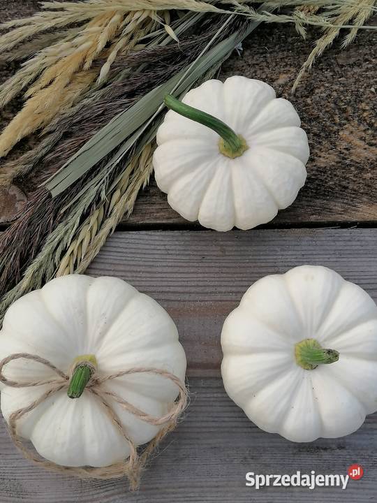 Białe Dynie Ozdobne