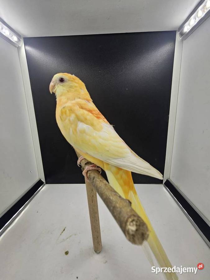 Papugiptaki Ptaki Ptaki Haczów