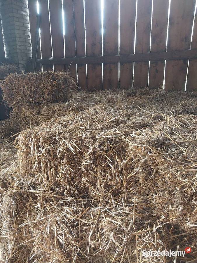 Słoma w kostkach zbiór 2025 Trawy, słoma Wola Zarczycka