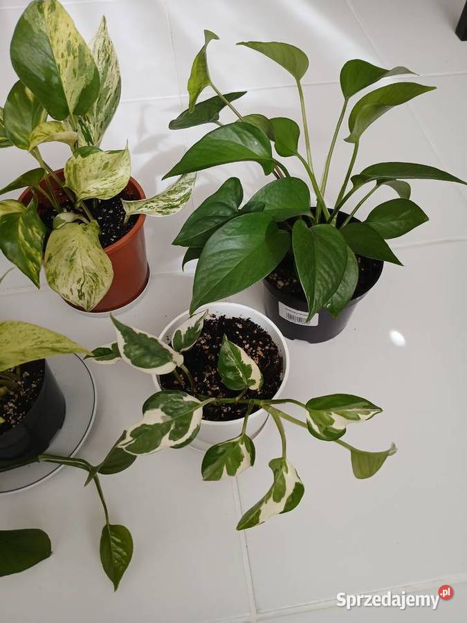 Epipremnum różne odmiany Częstochowa
