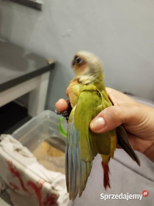 Papugi Rudosterki ręcznie karmione Szczerców