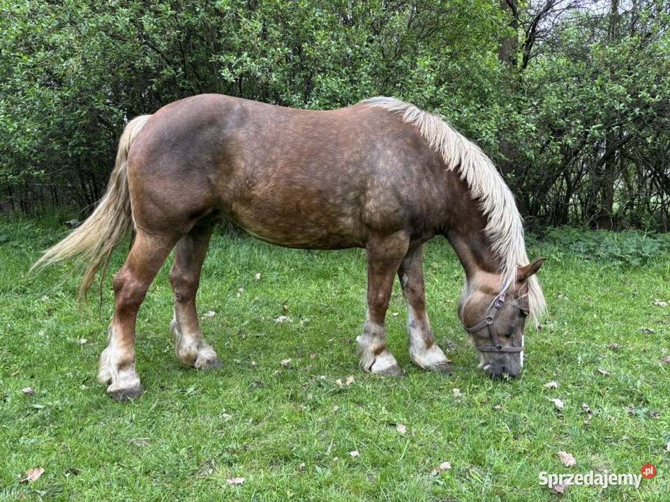 Sprzedam klacze zimnokrwiste Siemień sprzedam