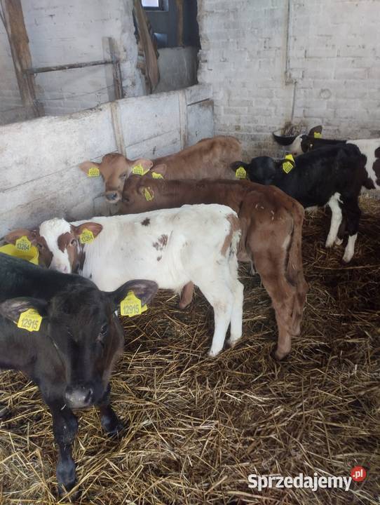 Byczki do sprzedania Jabłoń