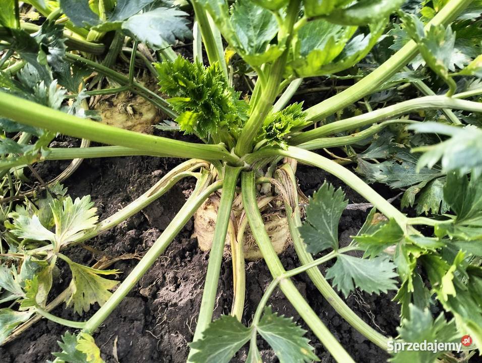 Sprzedam seler Czechy sprzedam