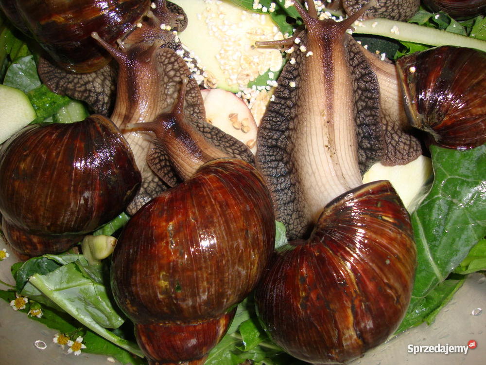 Ślimaki lądowe olbrzymy Achatina fulica Lublin