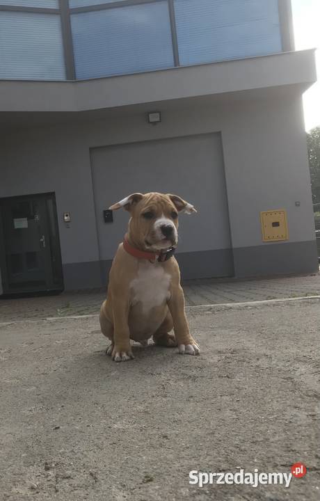 Amstaff szczeniaki