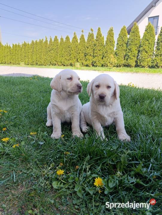 Pieski i suczki czarne Labradory Retriever Tarnów