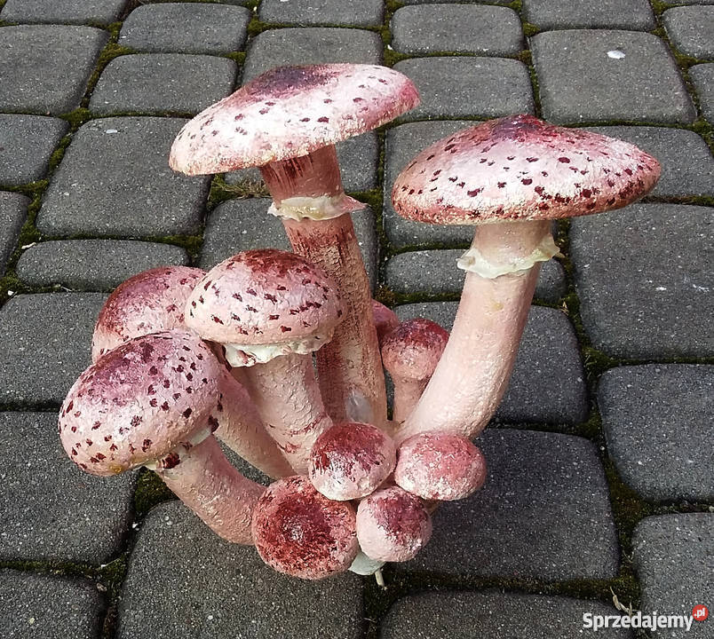 Grzyby styropianowe Górki Wielkie