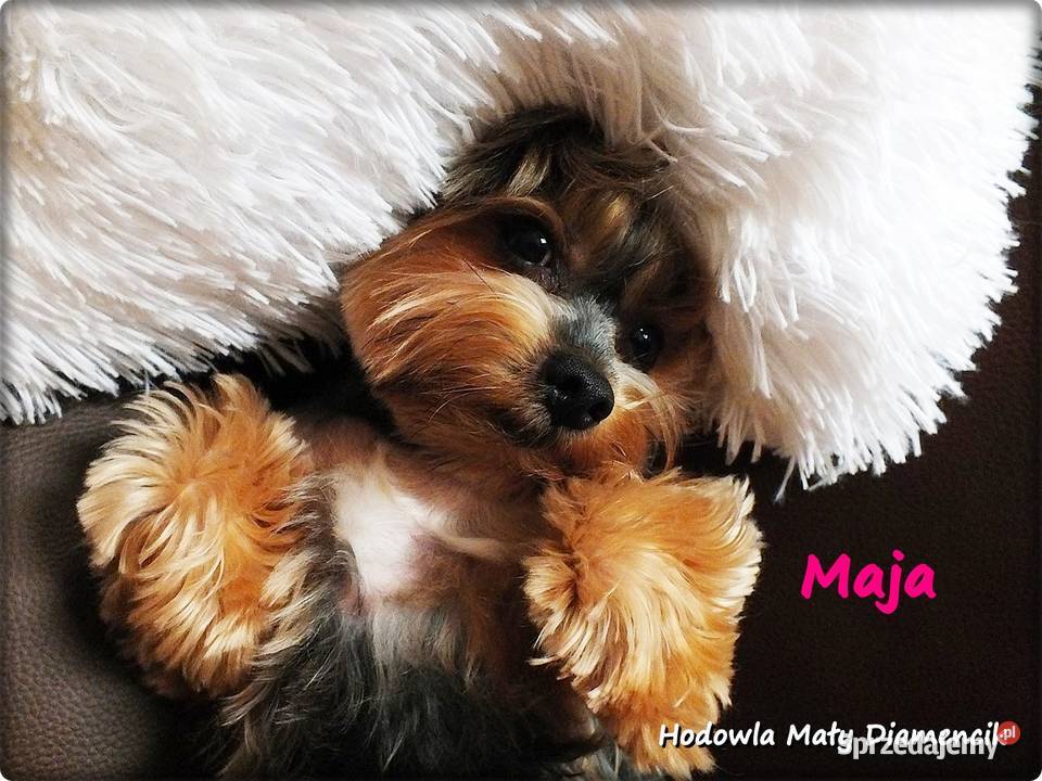 Yorkshire Terrier York Maja z Rodowodem do Żary