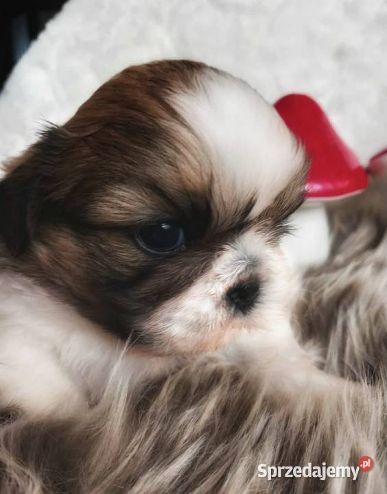 ShihTzu przepiękny chłopak Strzelce Opolskie