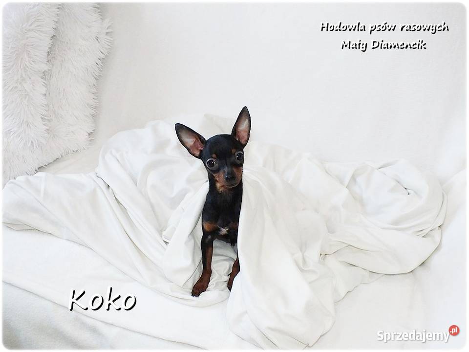 Ultra MINI Sunia KOKO Pinczer miniaturowy Żary