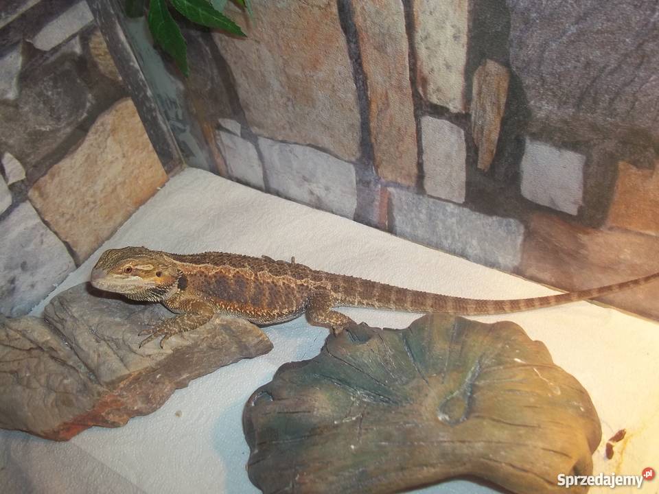 Agama brodata sprzedam tanio Łódź