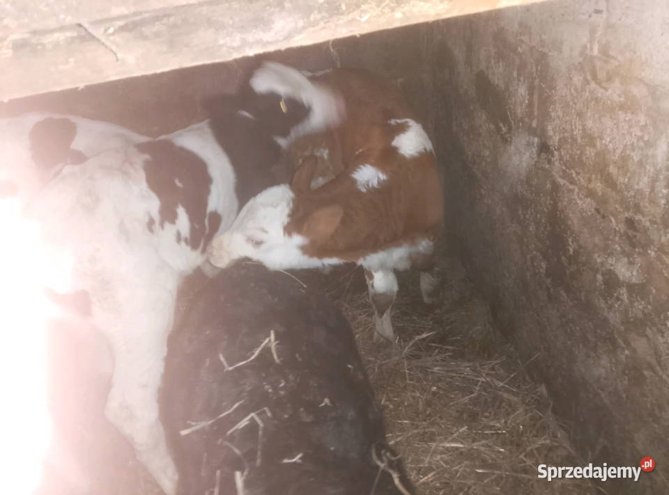 Byczki do dalszego chowu świętokrzyskie Mzurowa