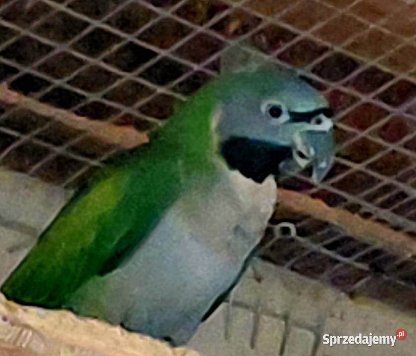 Papugi aleksandrett chinska Murzynowo Leśne