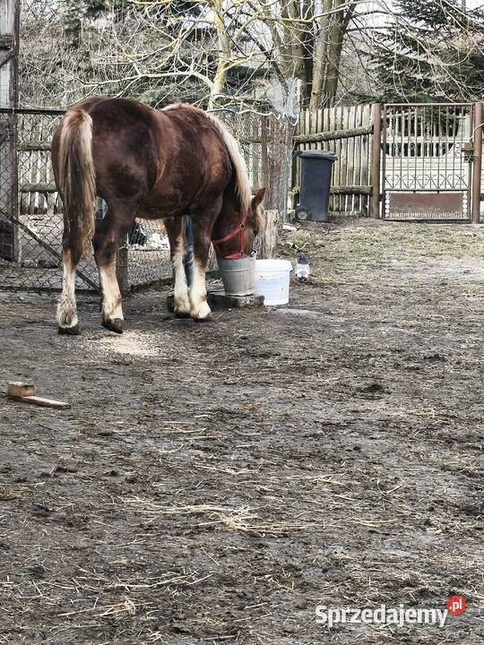 Klaczka Kobyłka zimnokrwista