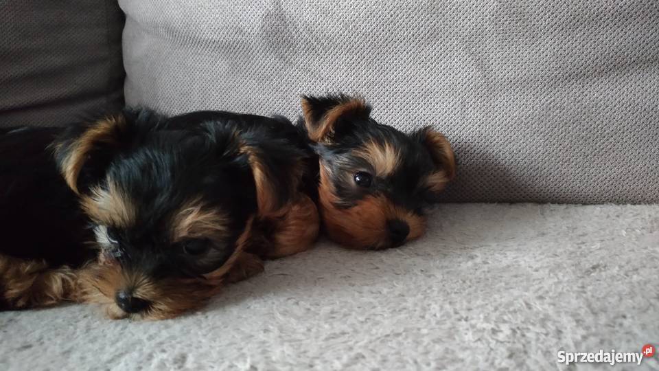 Yorki sprzedam nie miniaturki Białystok sprzedam