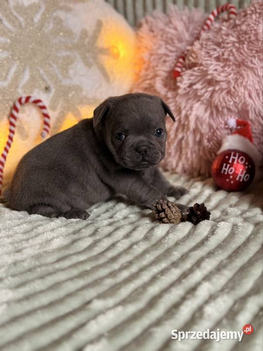 Buldog francuski do rezerwacji