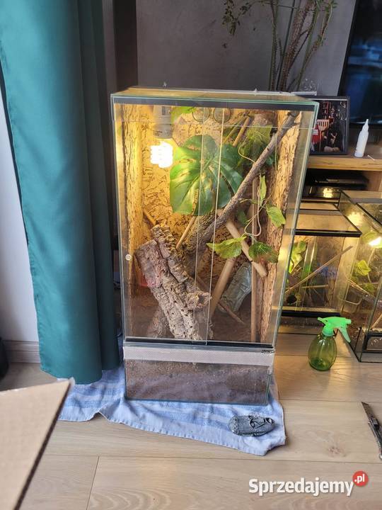 3x terrarium felsuma madagaskarska łódzkie Bełchatów
