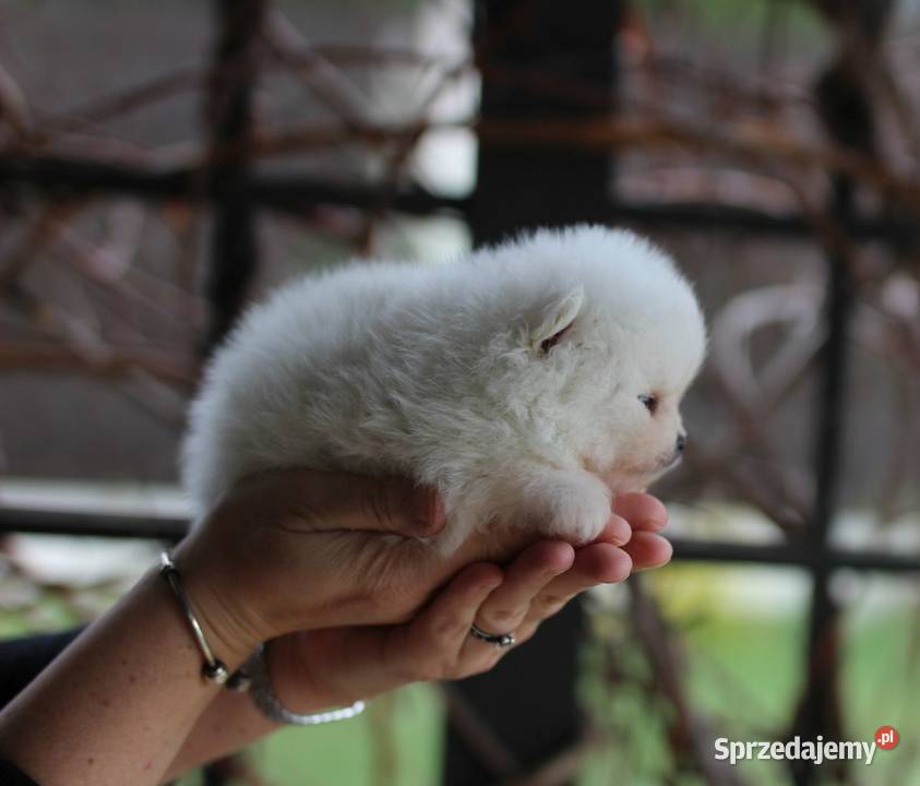 Pomeranian malutki piesek XS FCI Konstantynów Łódzki