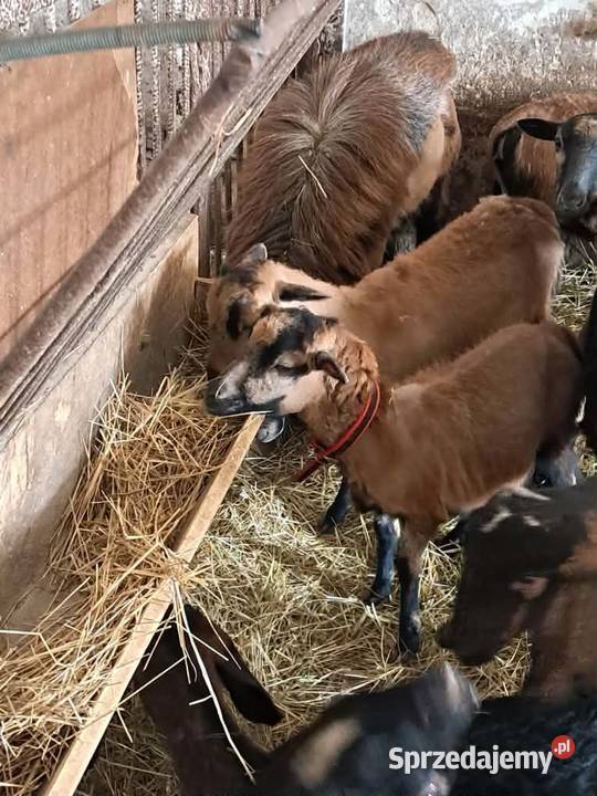 Owce kameruńskie na sprzedaż