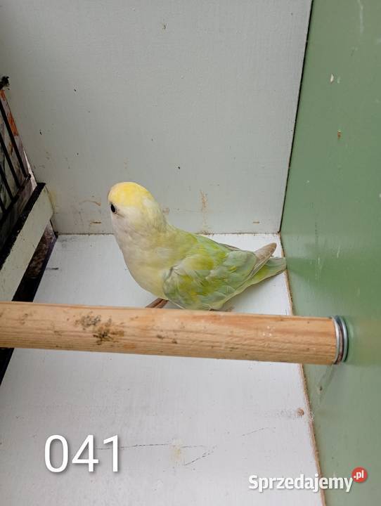 Nierozłączki Zwierzęta śląskie Niewiesze