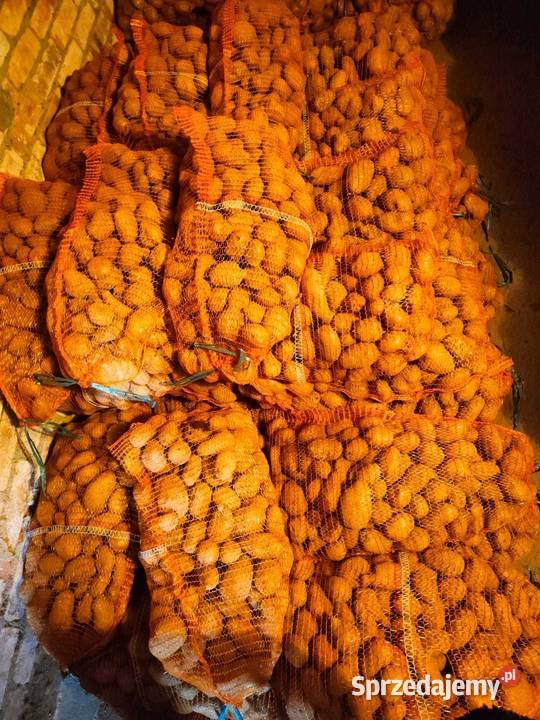 Ziemniaki jadalne Queen Anna Wega 15 Rzeczyca