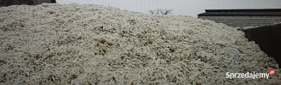 Sprzedam wysłodki mokre Glinojeck