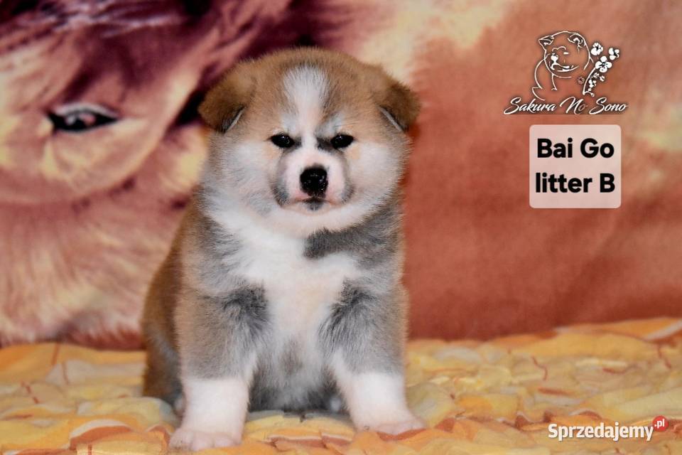 Akita Japonska czerwona suczka Morąg