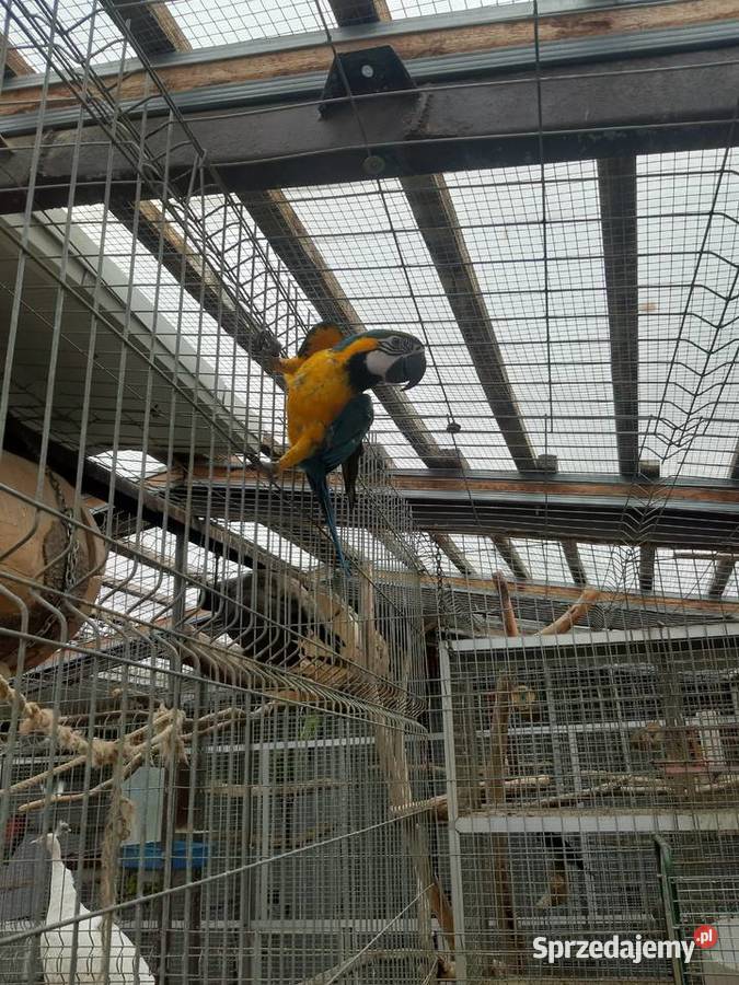 Papuga Ara Ararauna Samica 2026r