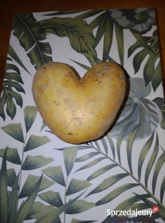 Ziemniak Bio Organic Certyfikowany mazowieckie Zwoleń