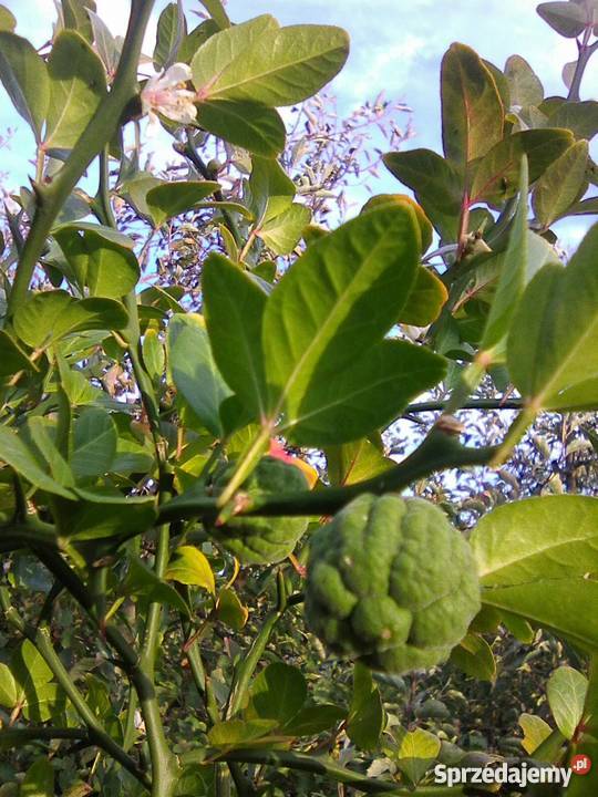 Pomarańcza trójlistkowa Poncirus sadzonka P9 Gostyń