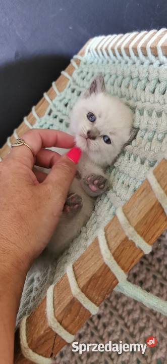 Kocięta brytyjskie point Fplp Żory