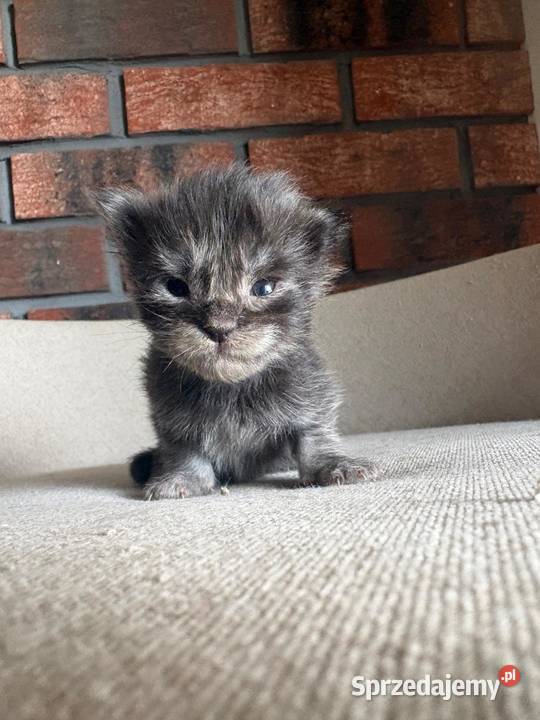 Maine Coon Olaf kujawsko-pomorskie Szembruk