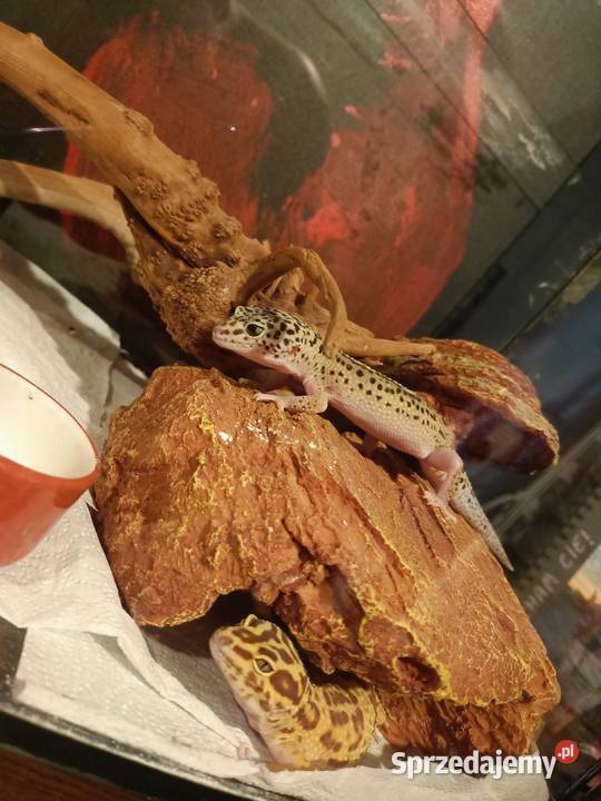 Jaszczurki duży zestaw Niedźwiedź